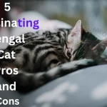 5 Fascinating Bengal Cat Pros and Cons