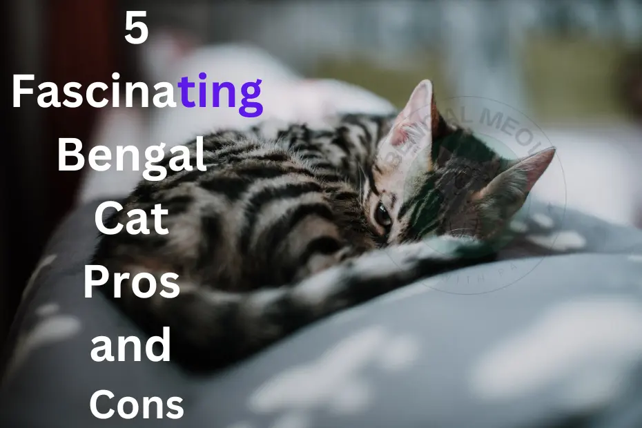 5 Fascinating Bengal Cat Pros and Cons