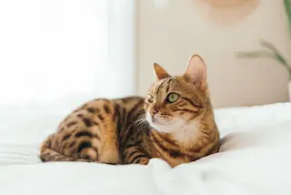 Bengal Cat 