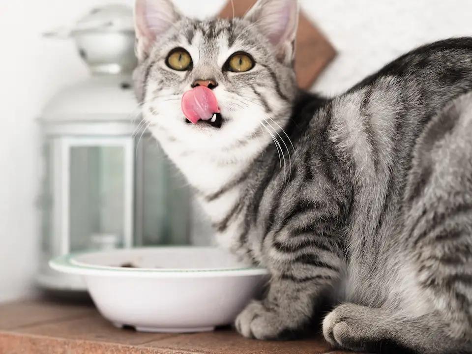 Bengal Cat Diet