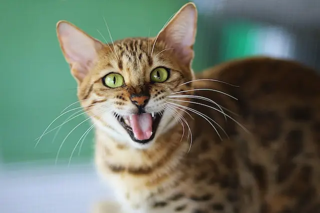 Bengal Cats Meow Sound