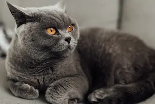 British Shorthair Cat