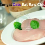 Can Bengal Cats Eat Raw Chicken