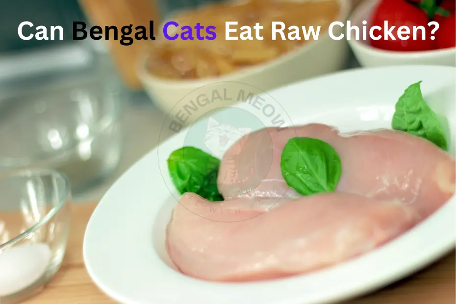 Can Bengal Cats Eat Raw Chicken? 8 Benefits You Must Know