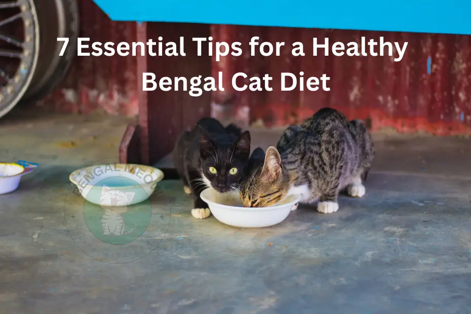 7 Essential Tips for a Healthy Bengal Cat Diet