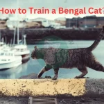 How to Train a Bengal Cat