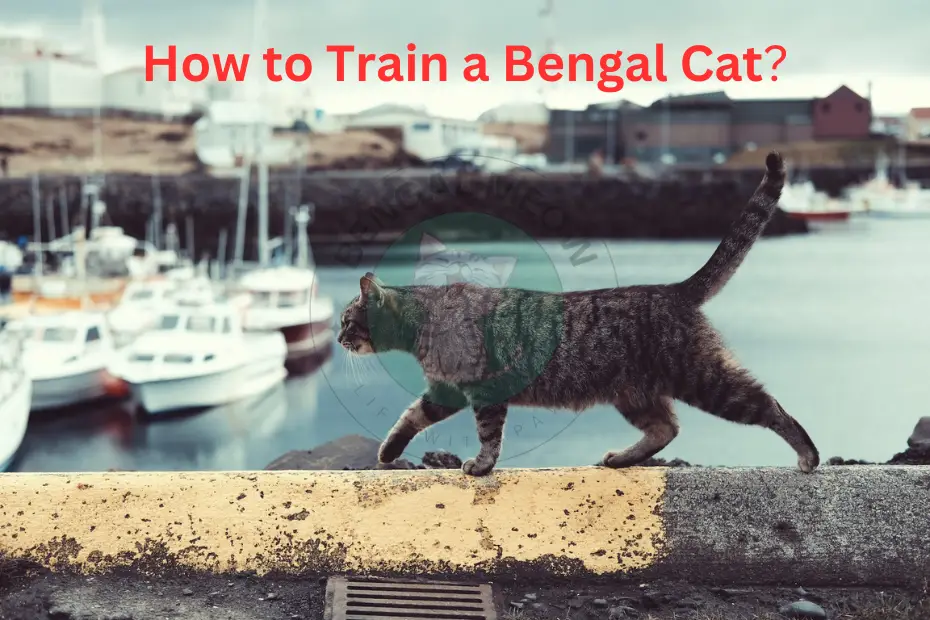 12 Expert Techniques for Training Your Bengal Cat