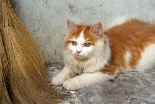 Maine Coon Cat