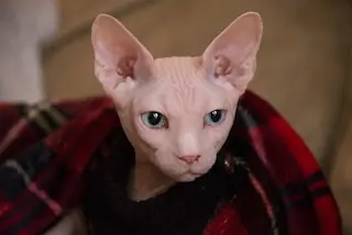 Sphynx Cat