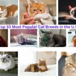 Top 10 Most Popular Cat Breeds in the U.S