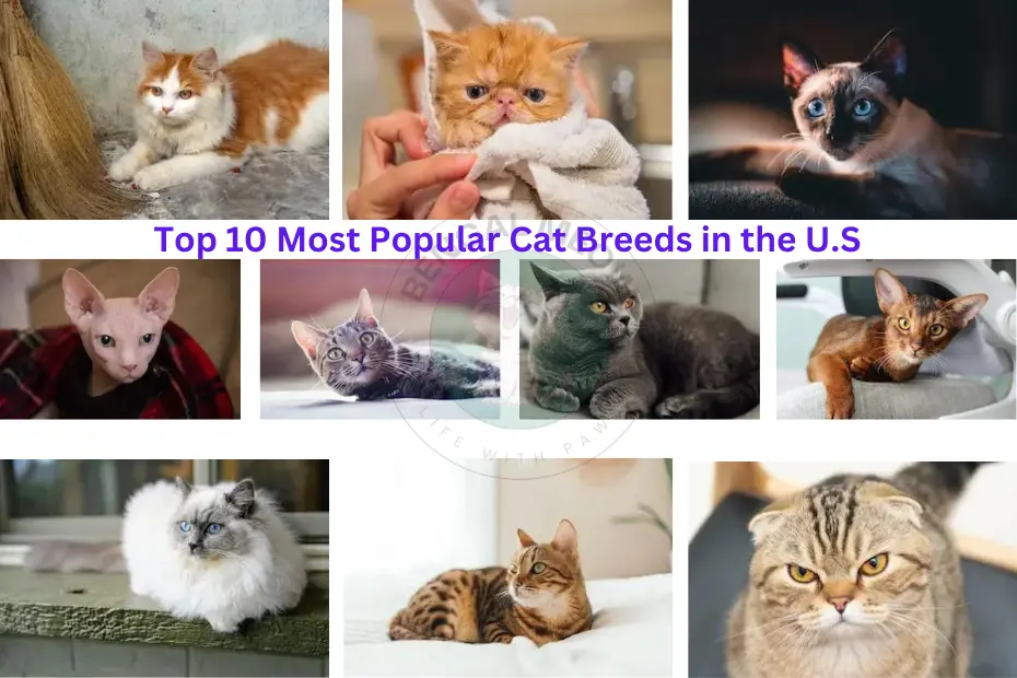 Discover the Top 10 Most Popular Cat Breeds in the U.S. – A Feline Lover’s Guide!