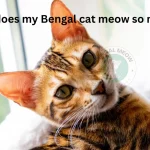 Why does my Bengal cat meow so much