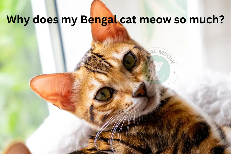 Why does my Bengal cat meow so much