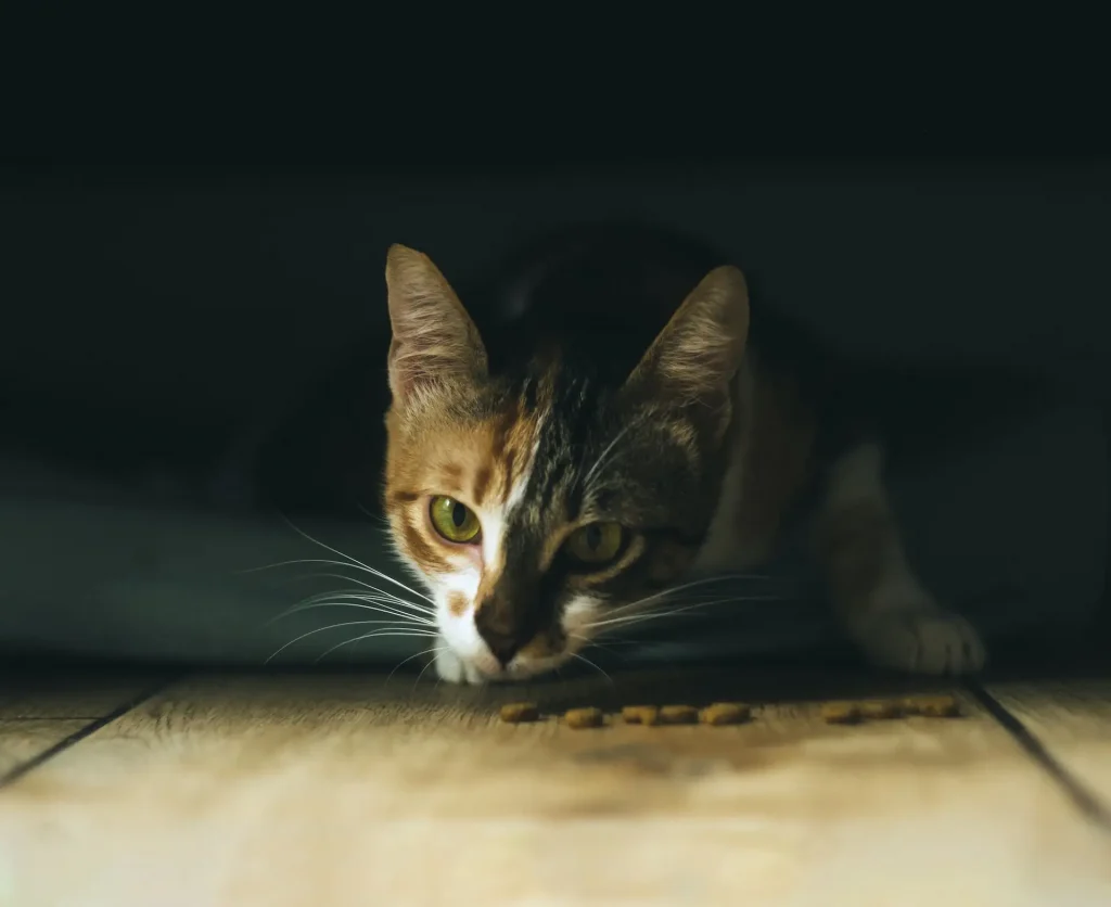 Bengal Cats Eat Dry Food