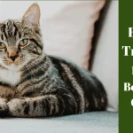 Best Treats for Bengal Cats