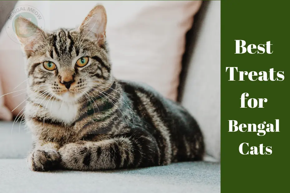 Best Treats for Bengal Cats: Irresistible and Nutritious Options