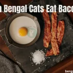 Can Bengal Cats Eat Bacon?