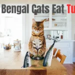 Can Bengal Cats Eat Tuna