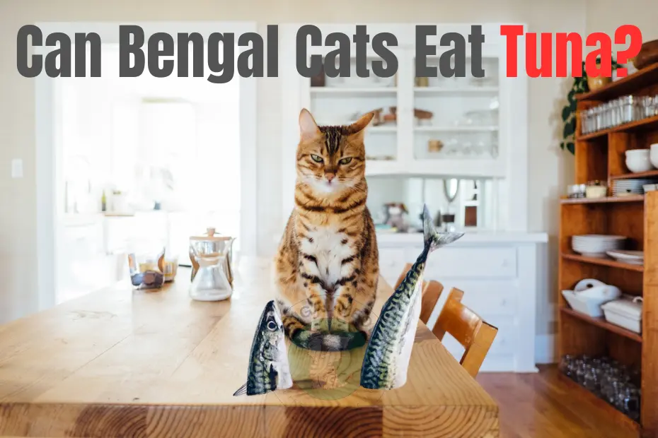 Can Bengal Cats Eat Tuna? Complete Guideline
