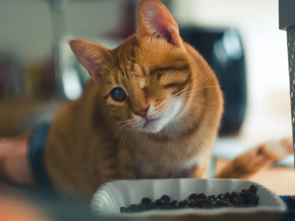 Feeding Dry Food