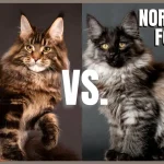 Maine Coon Cat vs Norwegian Forest Cat