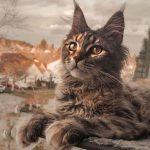 Are Maine Coon Cat Nice