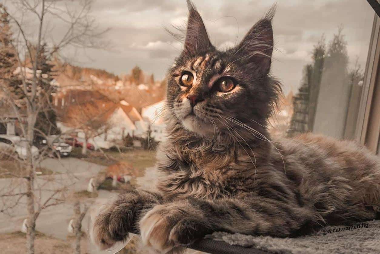 Are Maine Coon Cats Nice? Discover Their Charming Personalities!