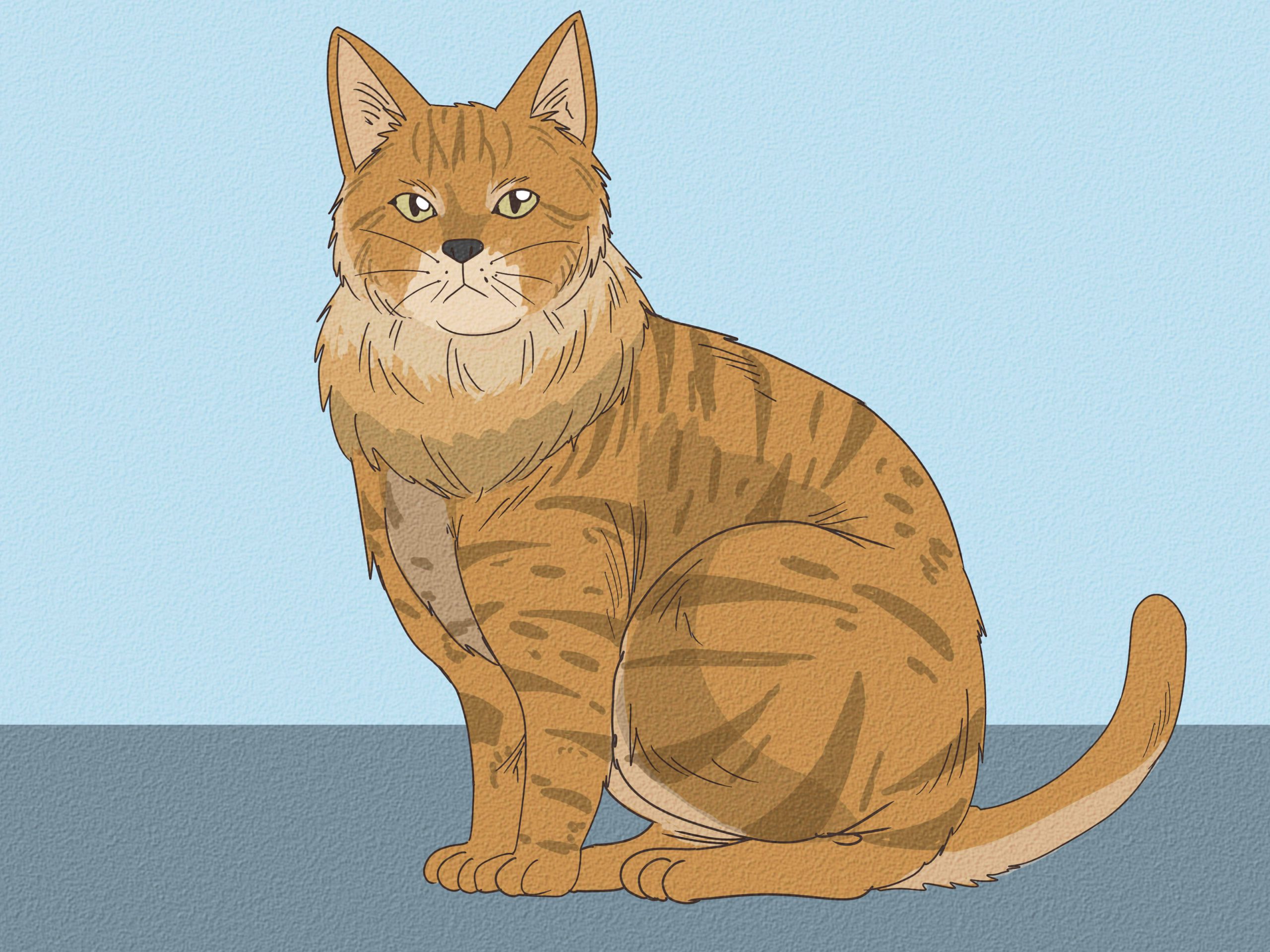 Are Maine Coon Cat Part Bobcat? The Truth Unveiled