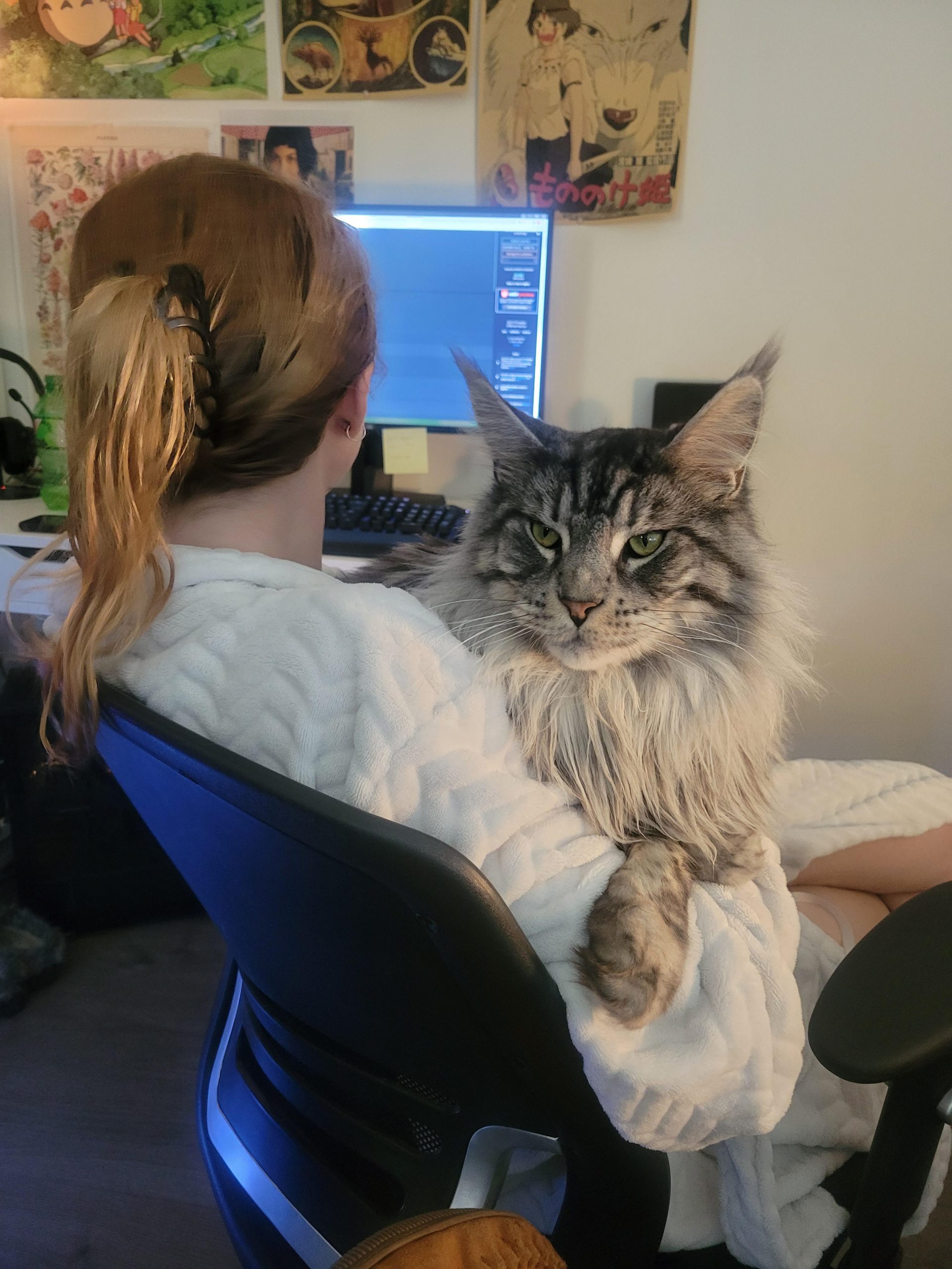 Are Maine Coon Cats Illegal