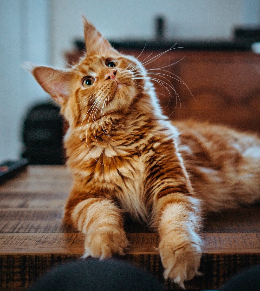 Are Maine Coon Cats Orange