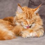 Are Maine Coon Cats Short Haired