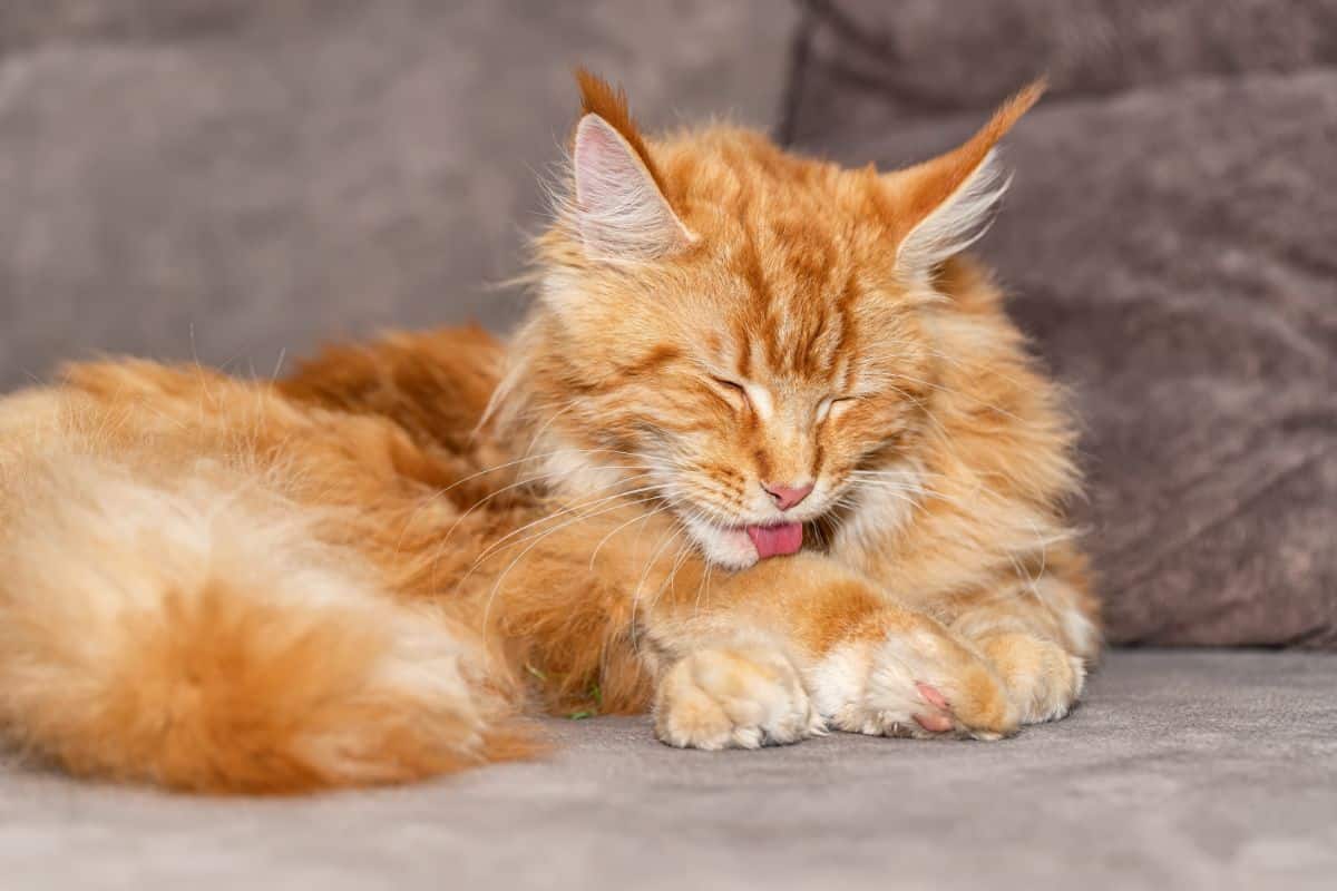 Are Maine Coon Cats Short Haired? Get the Truth Here!