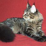 Do Maine Coon Cats Have Any Health Issues