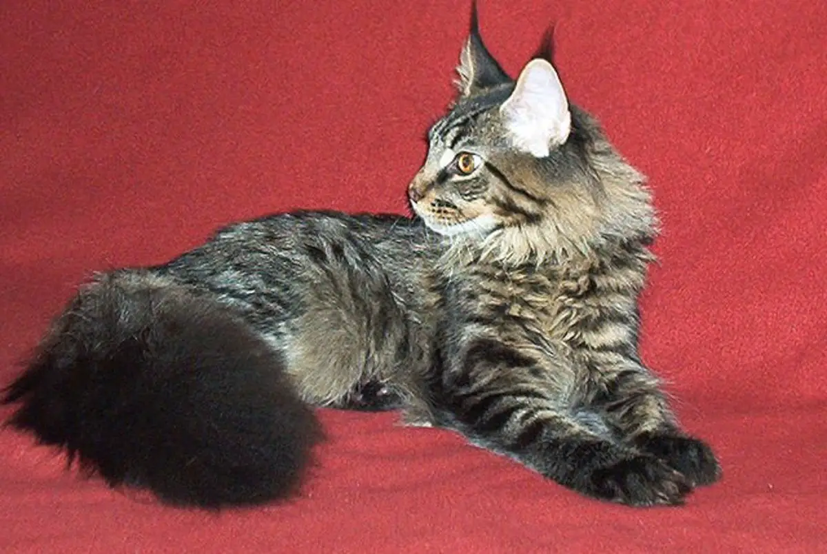 Do Maine Coon Cats Have Any Health Issues? Find Out Now!