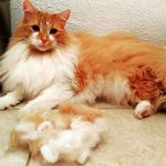 Do Maine Coon Cats Shed