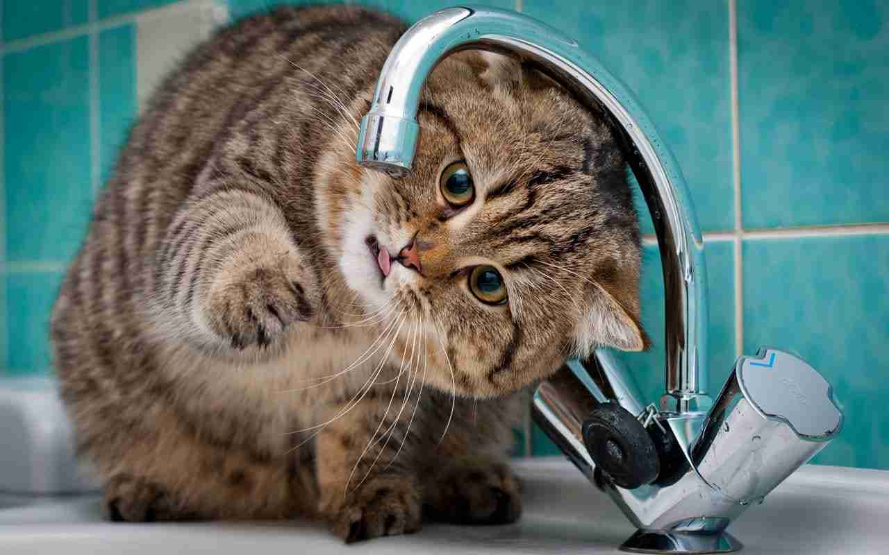 Do Maine Coon Like Water? Discover Their Aquatic Fascination!