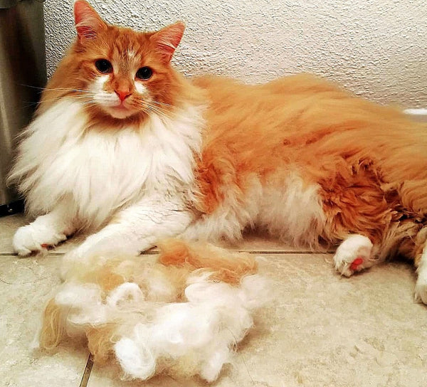 Do Maine Coon Shed