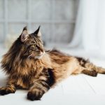 How Big Do Maine Coon Cats Get