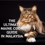 How Long Do Maine Coons Live