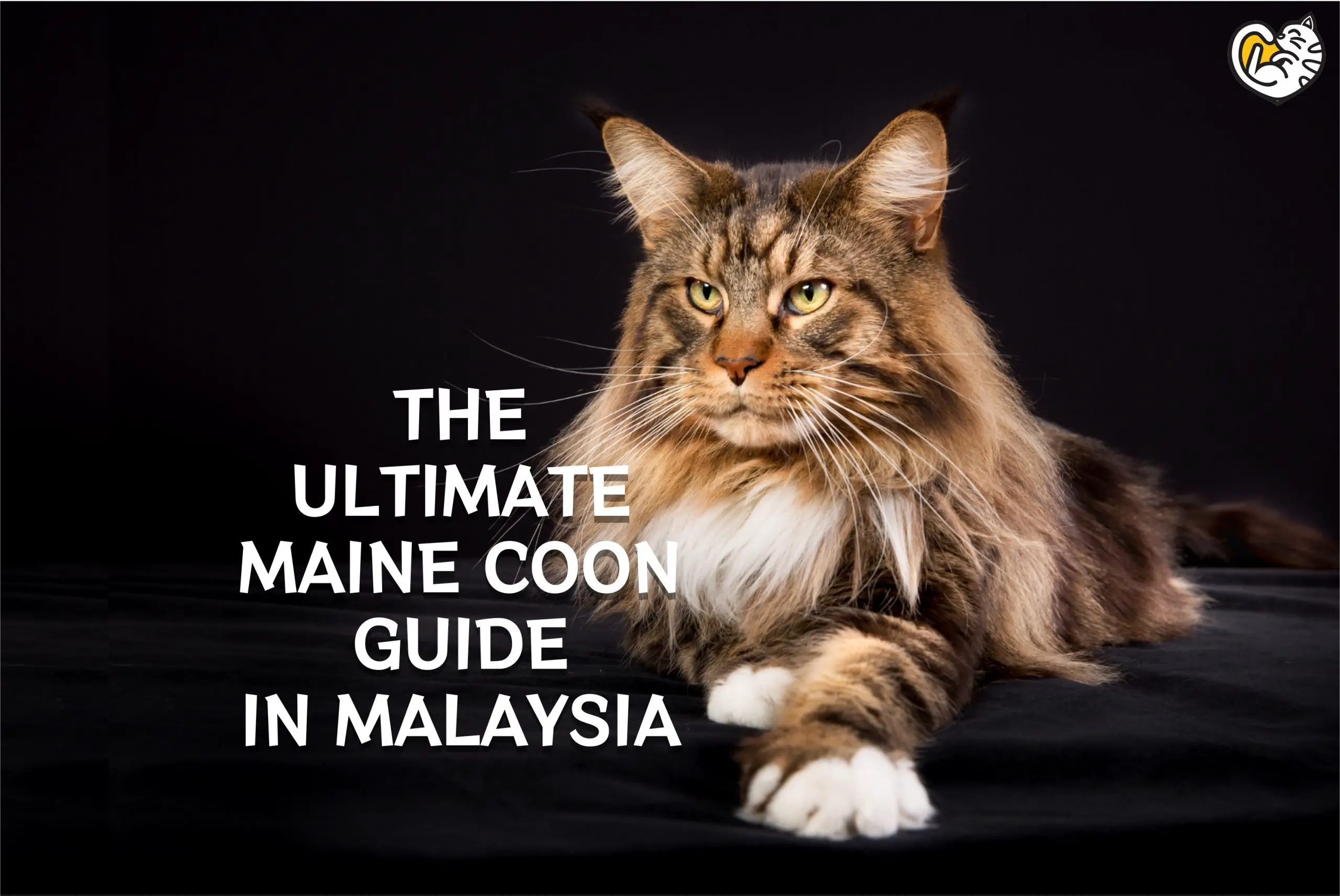 How Long Do Maine Coons Live