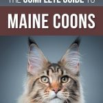 Maine Coon And Cat Food