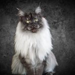 Maine Coon Cat Adoption Cost