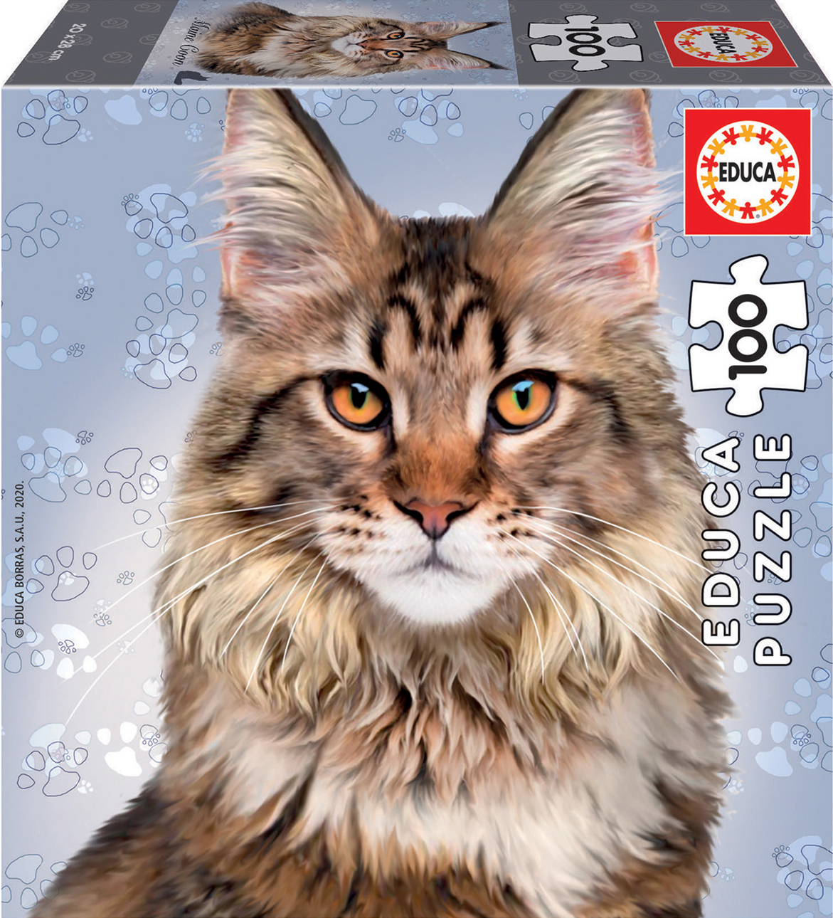 Maine Coon Cat Adult