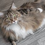 Maine Coon Cat Age