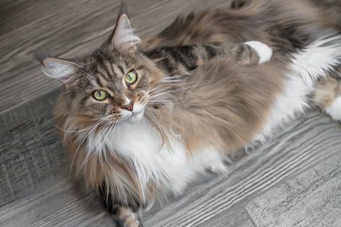 Maine Coon Cat Age
