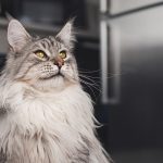 Maine Coon Cat And Allergies