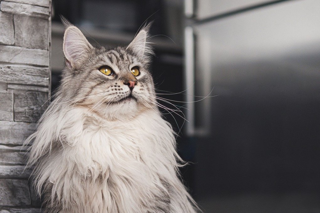 Maine Coon Cat And Allergies