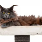 Maine Coon Cat And Tabby Mix