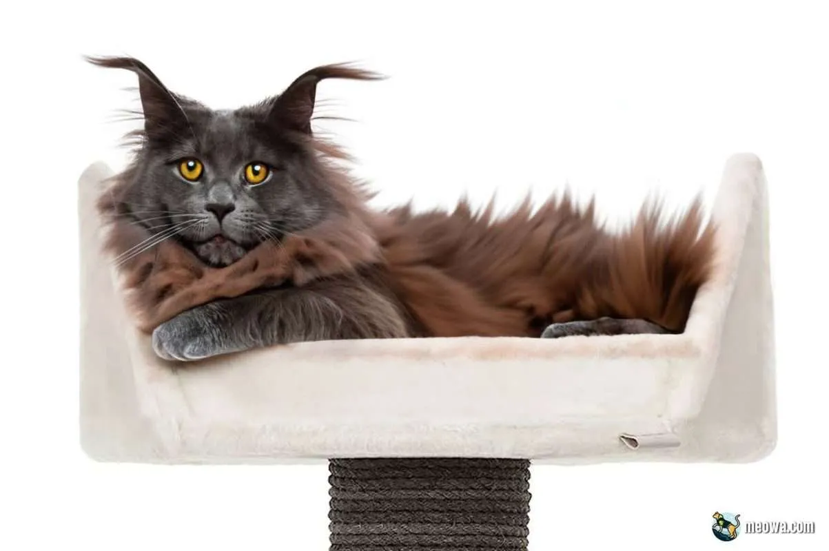 Maine Coon Cat And Tabby Mix: Unveiling the Perfect Combination