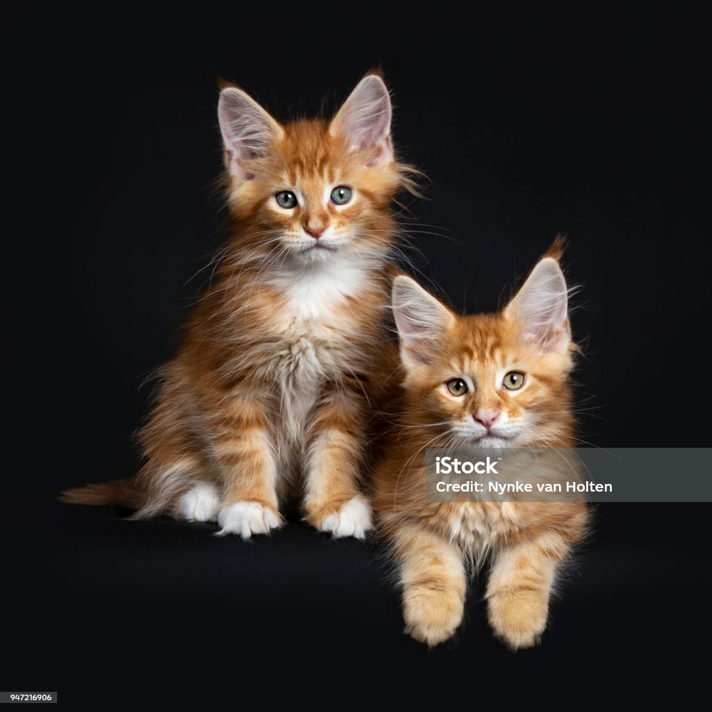Maine Coon Cat And Tabby: The Perfect Feline Duo